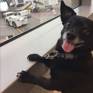 Welcome to my dog friendly closet!